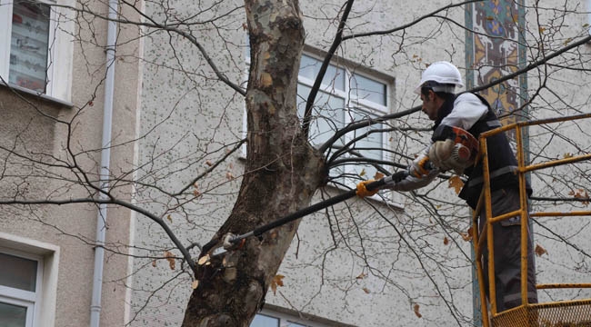 Kartal'da Bahara Hazırlık İçin Binlerce Ağaç Budandı 