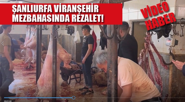 Şanlıurfa Viranşehir Mezbahasında Rezalet CHP'li Vekil "Bu Rezalet Türkiye'yi Ayağa Kaldırmalıdır!