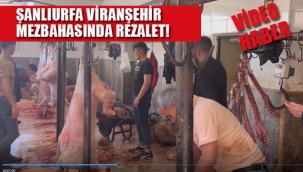 Şanlıurfa Viranşehir Mezbahasında Rezalet CHP'li Vekil "Bu Rezalet Türkiye'yi Ayağa Kaldırmalıdır!