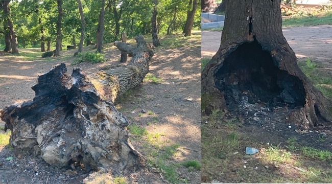 Tuzla Belediyesi'ne Ait Mesire Alanı'nda Ağaçlar Katledildi!