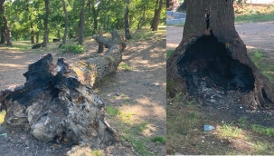 Tuzla Belediyesi'ne Ait Mesire Alanı'nda Ağaçlar Katledildi!