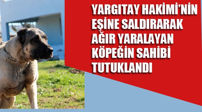 Yargıtay Hakimi'nin Eşine Saldırarak Ağır Yaralayan Köpeğin Sahibi Tutuklandı