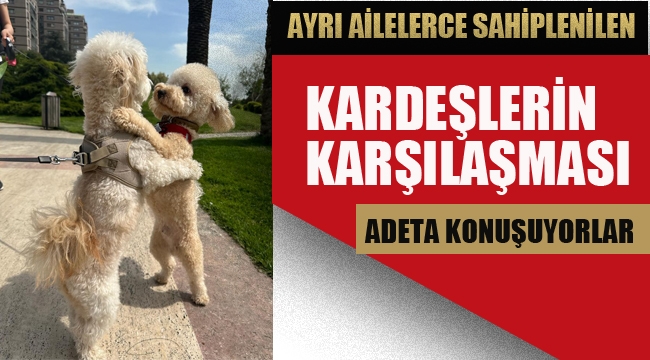 Ayrı Ailelerce Sahiplenilen, İki Kardeşin Duygulandıran Karşılaşması