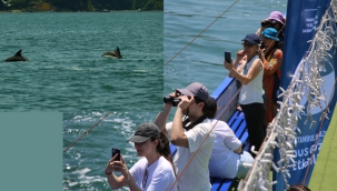 İstanbul Boğazı Yunus Gözlem Etkinlikleri Başlıyor