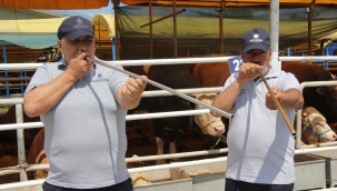 İBB Boğa Timi Görev Başında