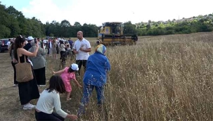 Şile'de Keten Hasadı Gerçekleştirildi 
