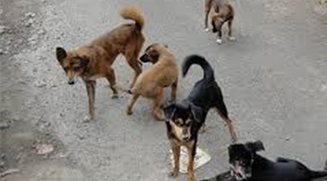 İstanbul'da Sokak Köpekleri'nin Kontrolsüz Beslenmesi Yasaklandı