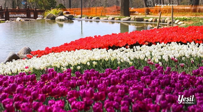 Lale Bayramı 11-12 Nisan'da Kutlanacak