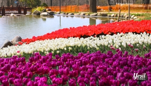 Lale Bayramı 11-12 Nisan'da Kutlanacak