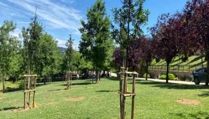 İBB Park ve Bahçelere Meyve Ağaçları Dikiyor